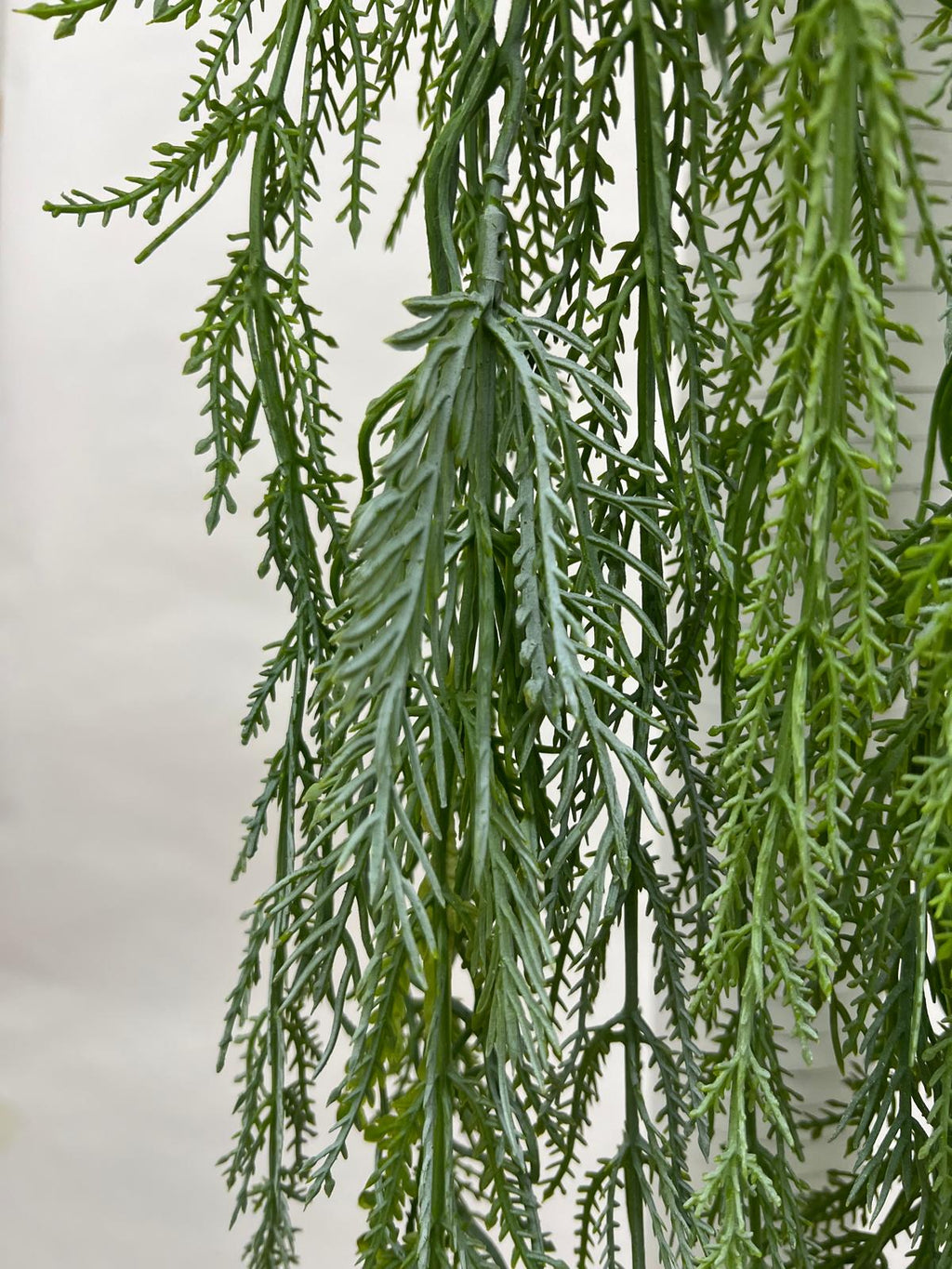 Plante Curgatoare