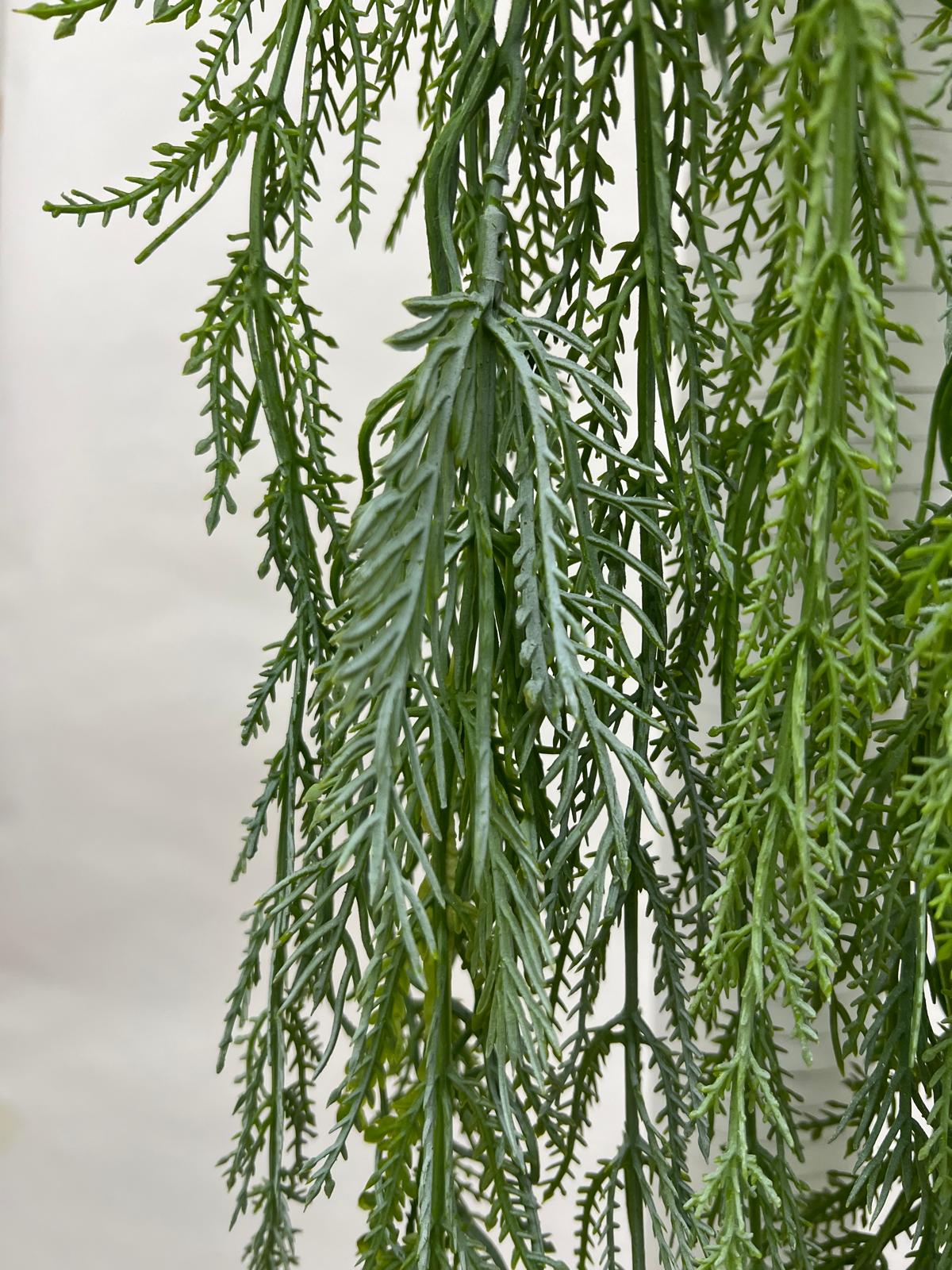 Plante Curgatoare