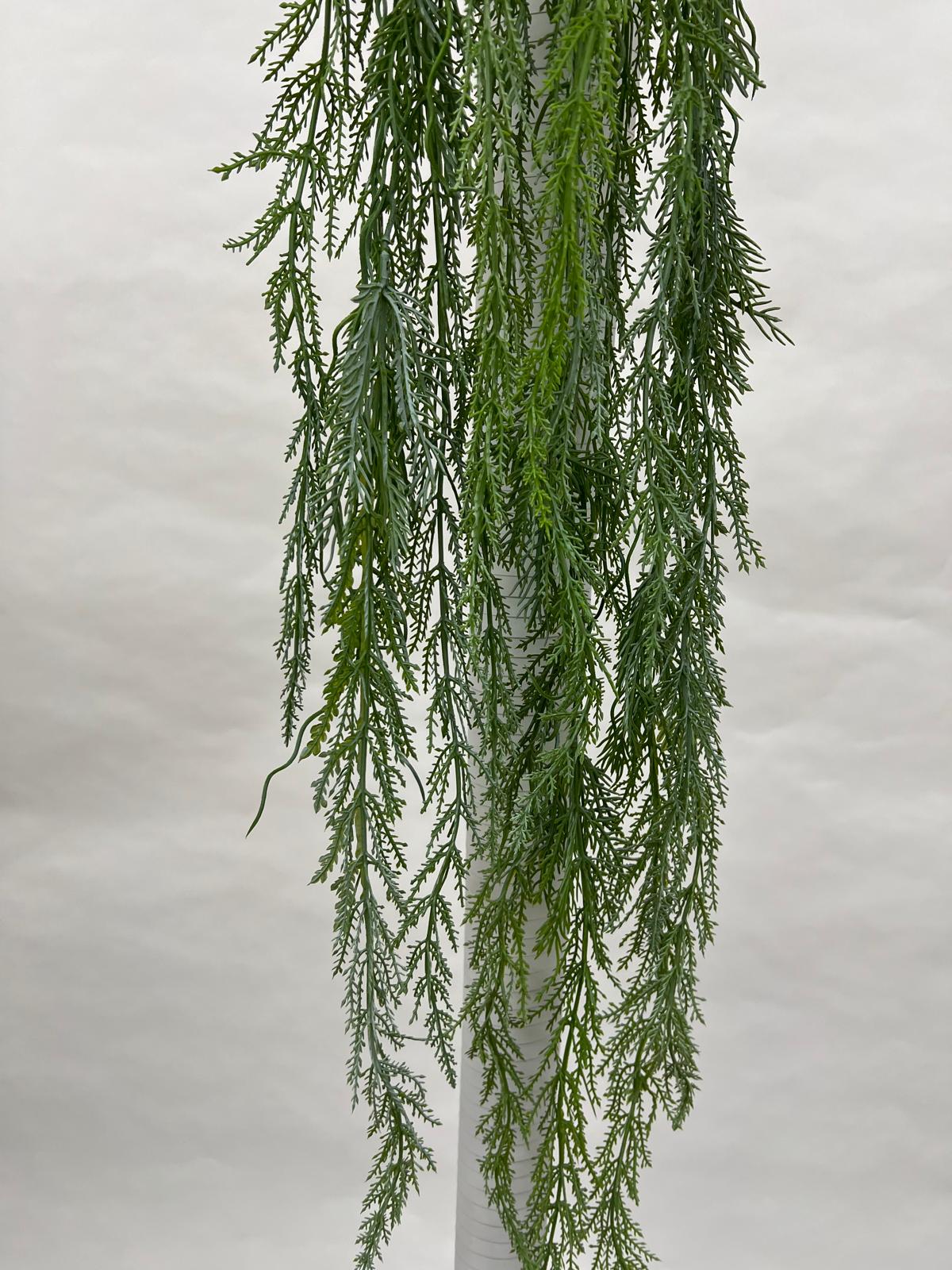 Plante Curgatoare