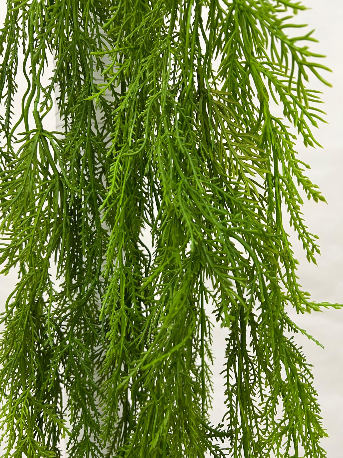 Plante Curgatoare