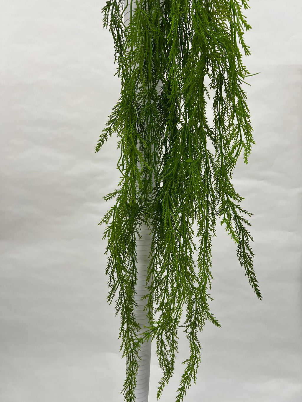 Plante Curgatoare