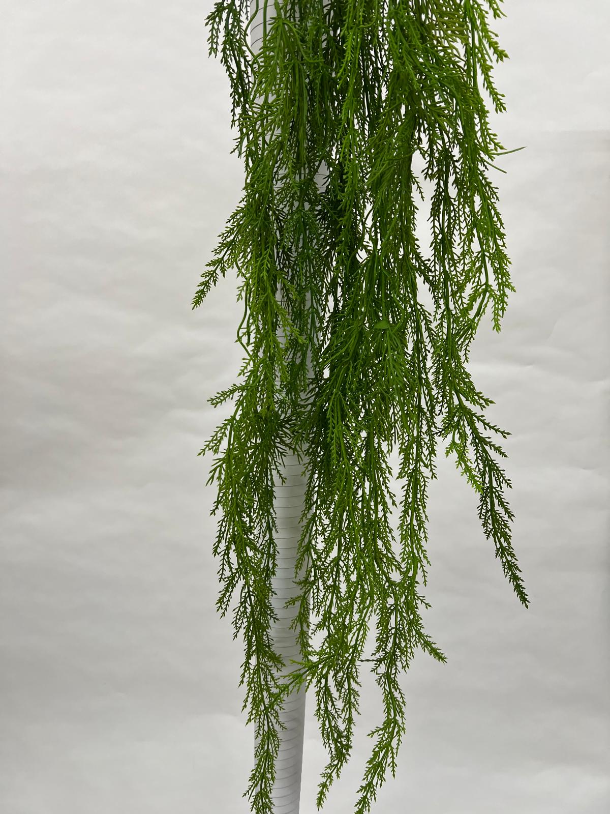 Plante Curgatoare