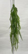Plante Curgatoare