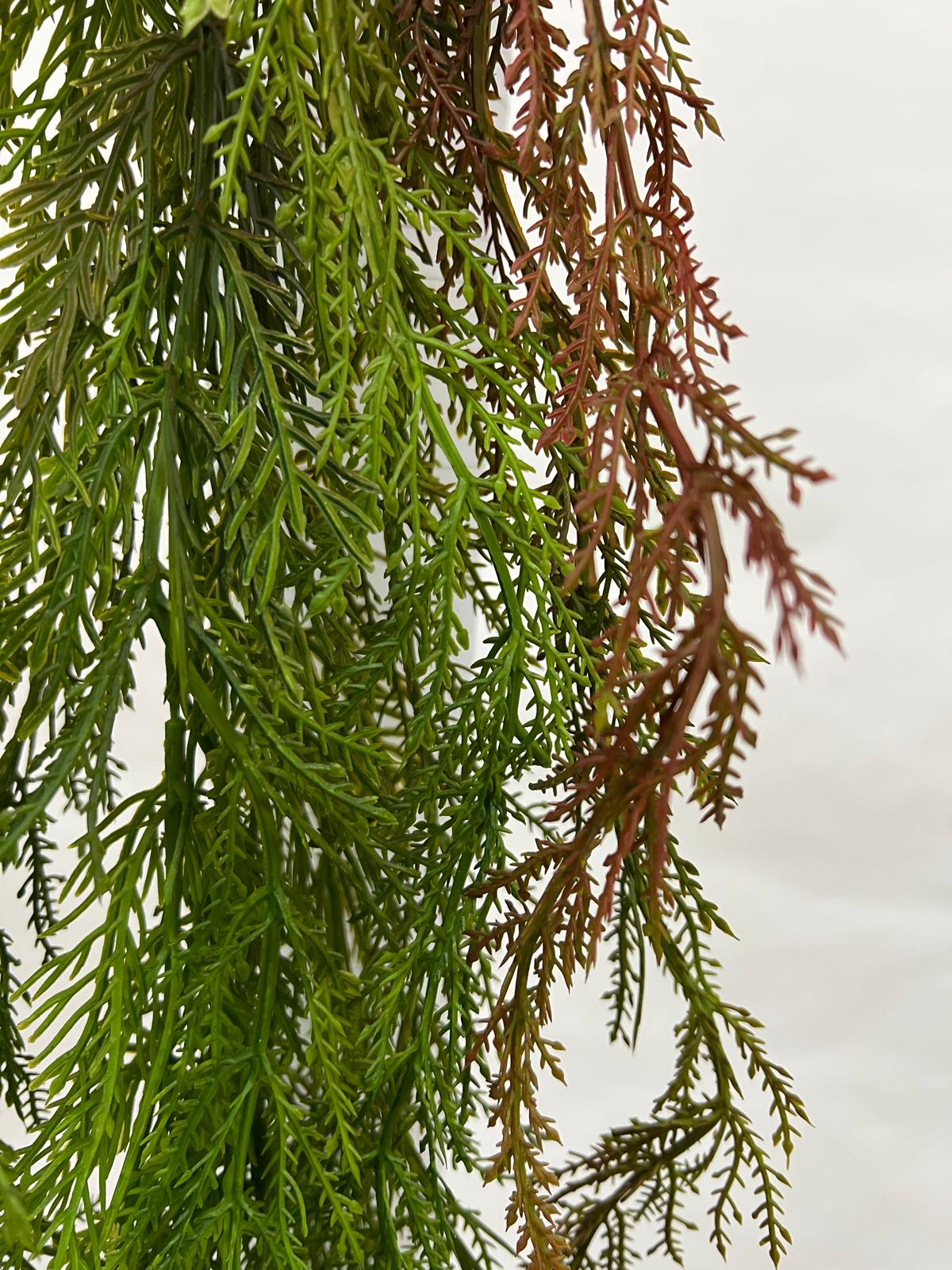 Plante Curgatoare