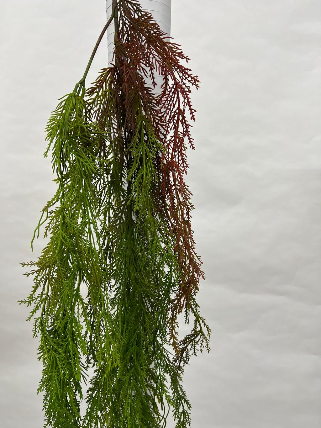 Plante Curgatoare