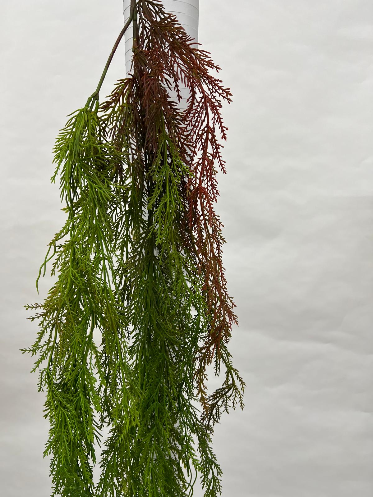 Plante Curgatoare