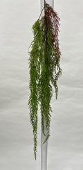 Plante Curgatoare
