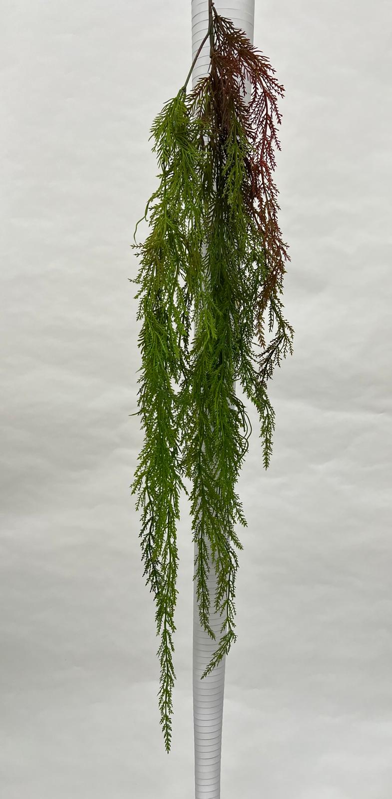 Plante Curgatoare