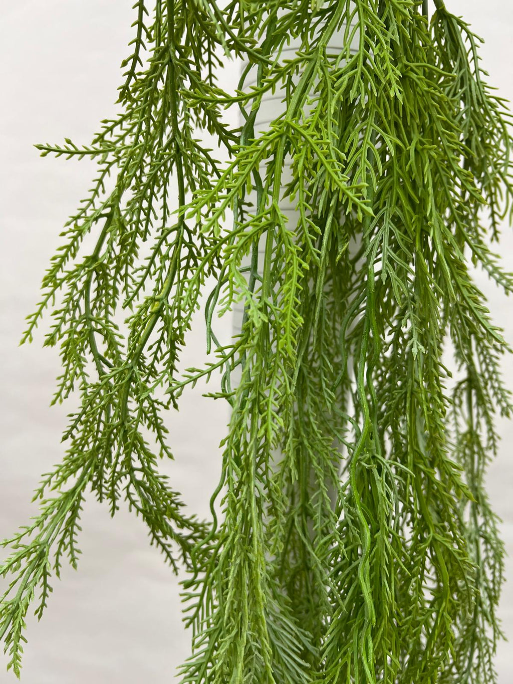 Plante Curgatoare