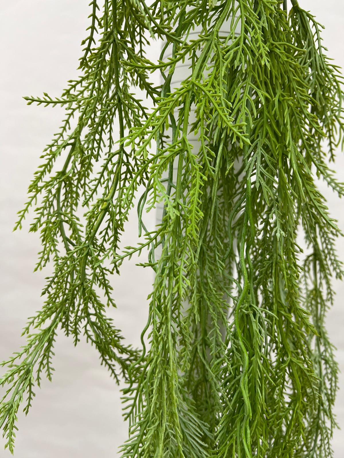 Plante Curgatoare
