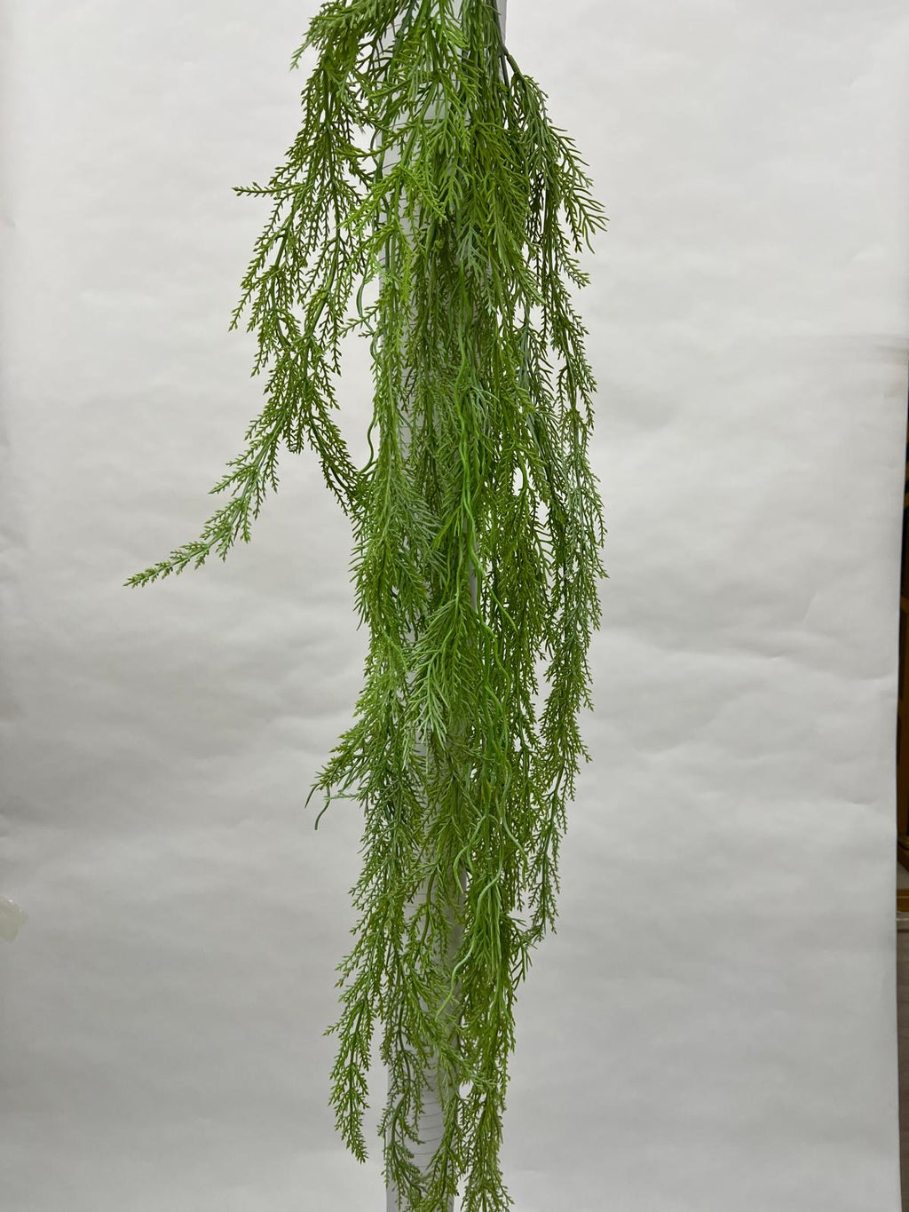 Plante Curgatoare