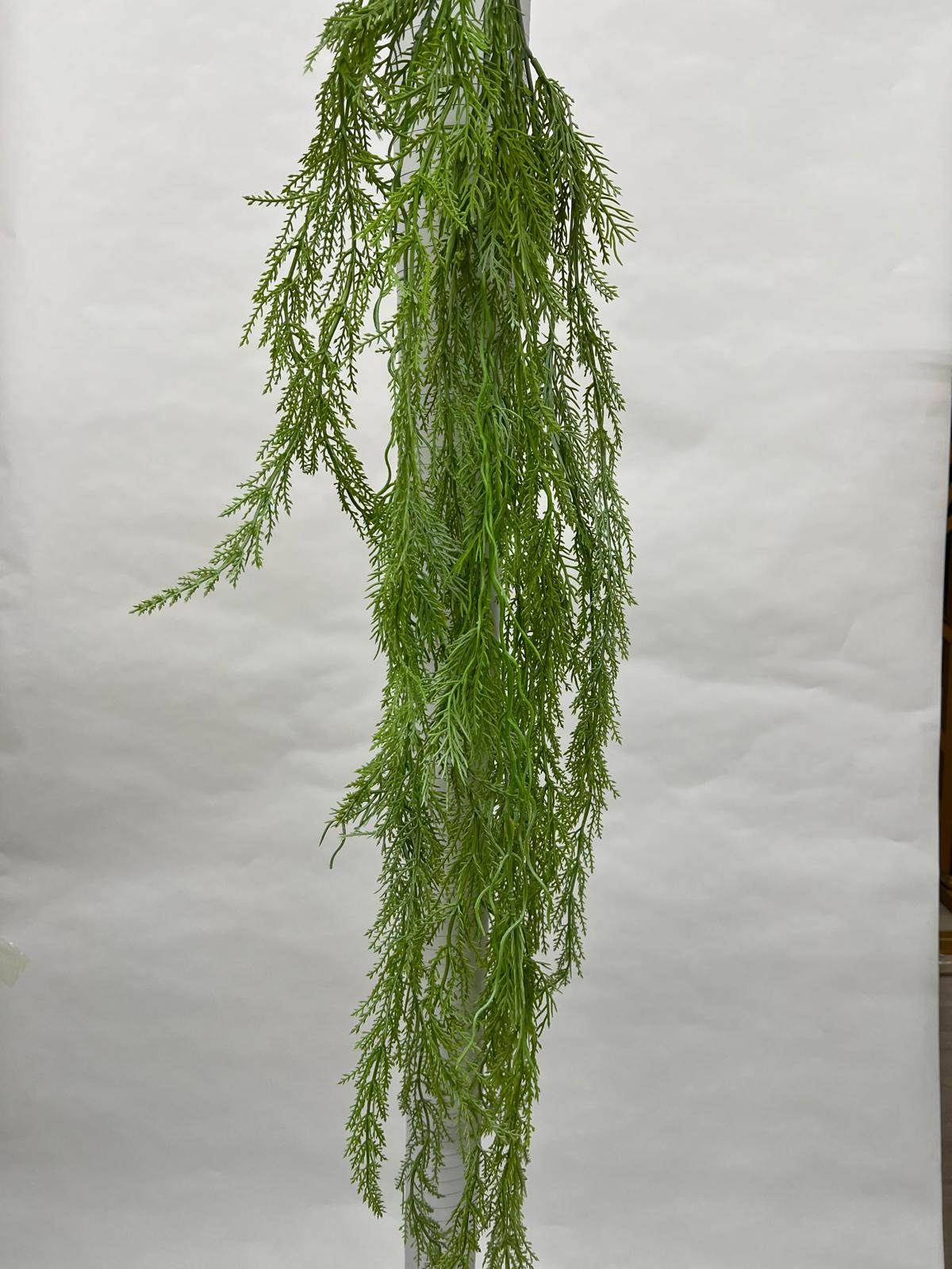 Plante Curgatoare