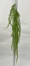 Plante Curgatoare