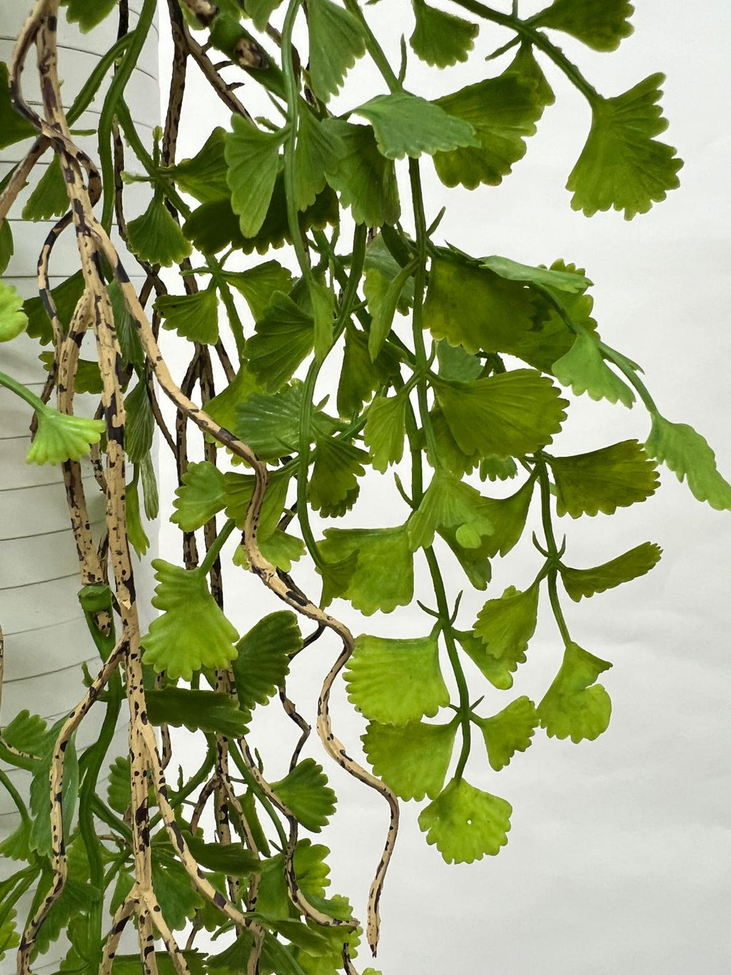 Plante Curgatoare
