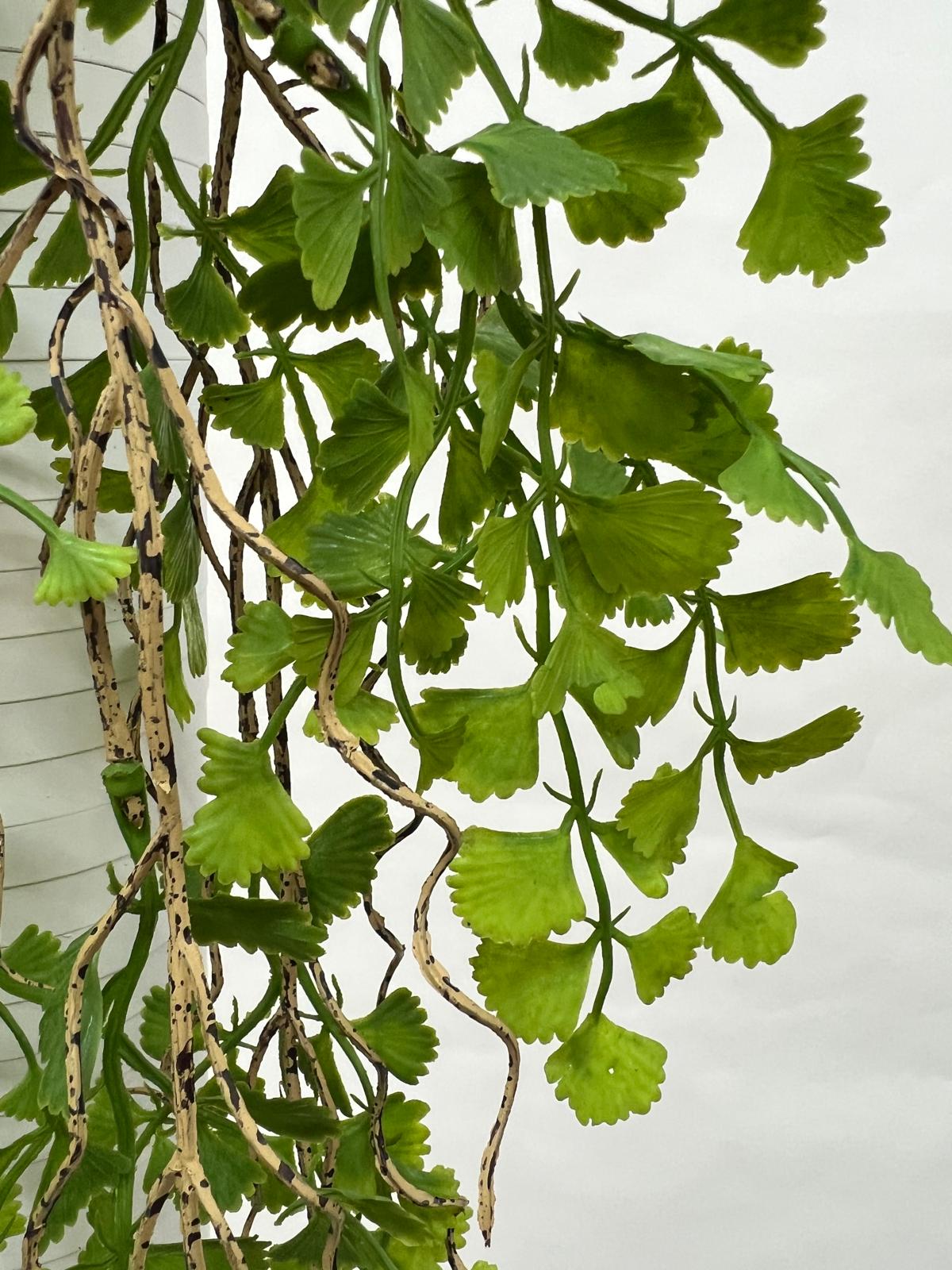 Plante Curgatoare