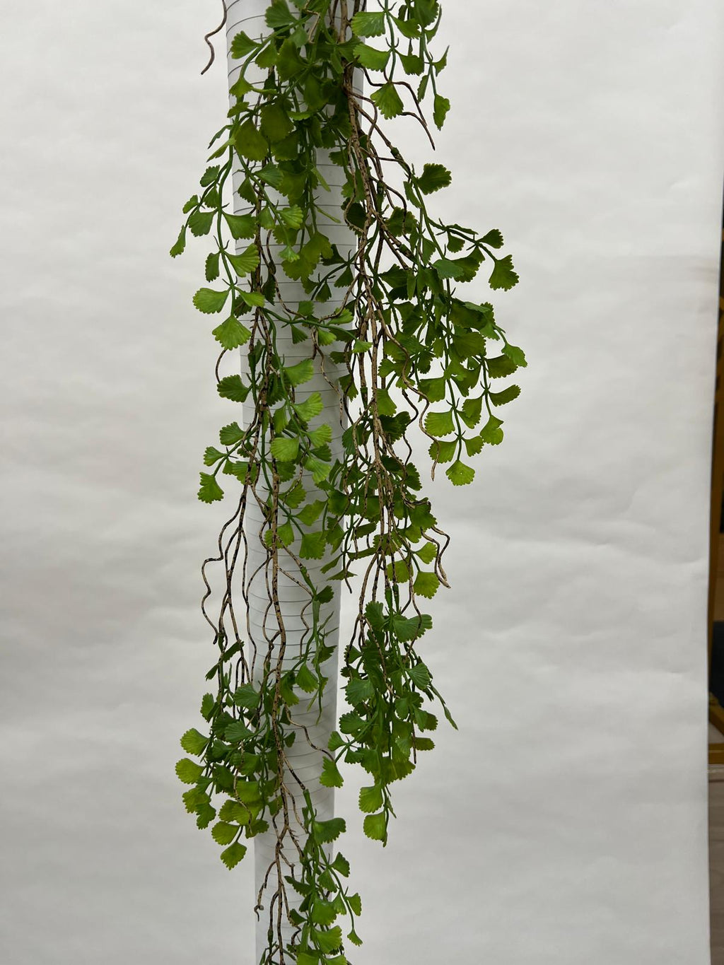 Plante Curgatoare