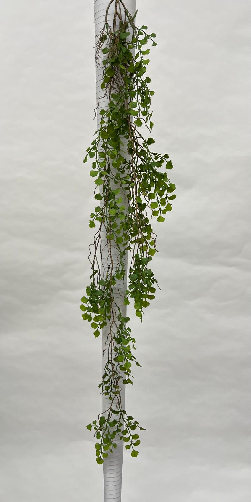 Plante Curgatoare