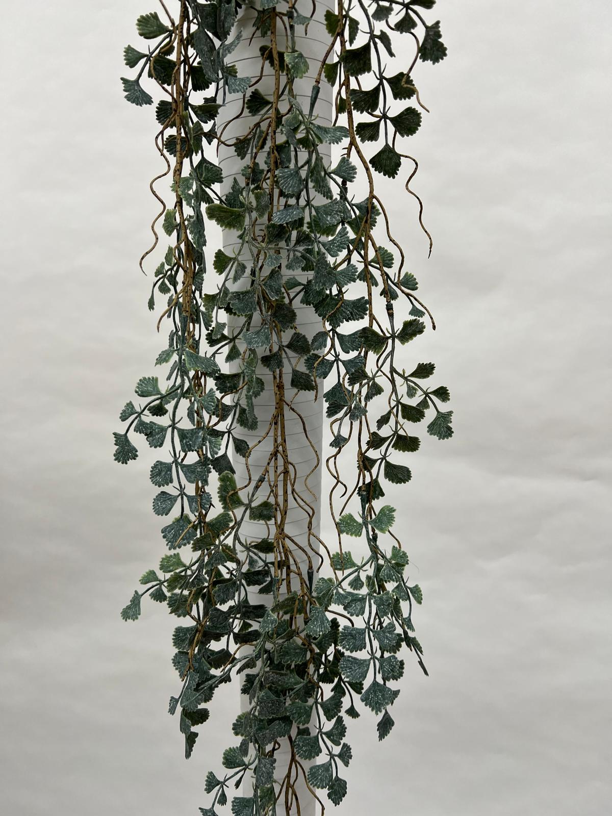 Plante Curgatoare