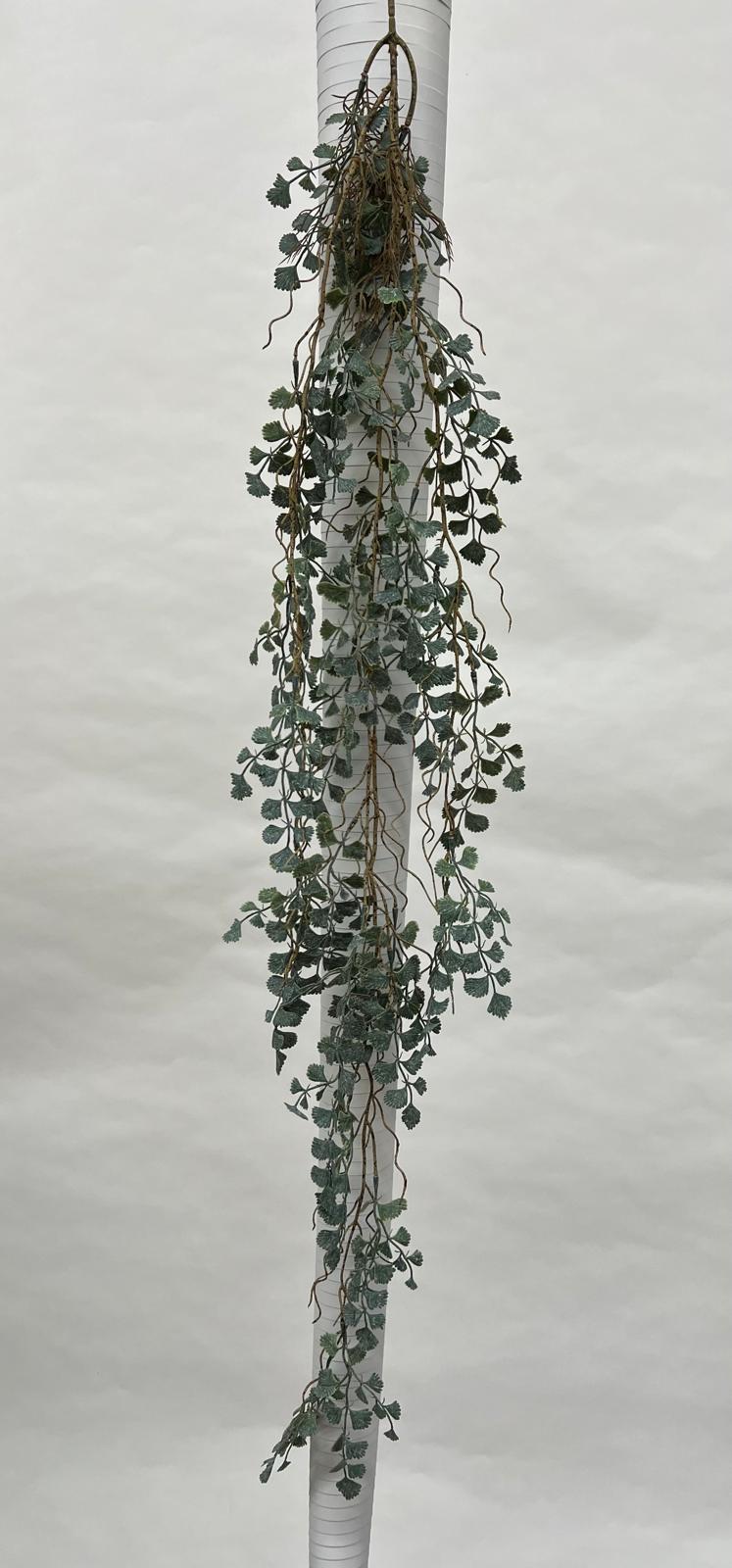 Plante Curgatoare