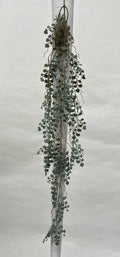 Plante Curgatoare