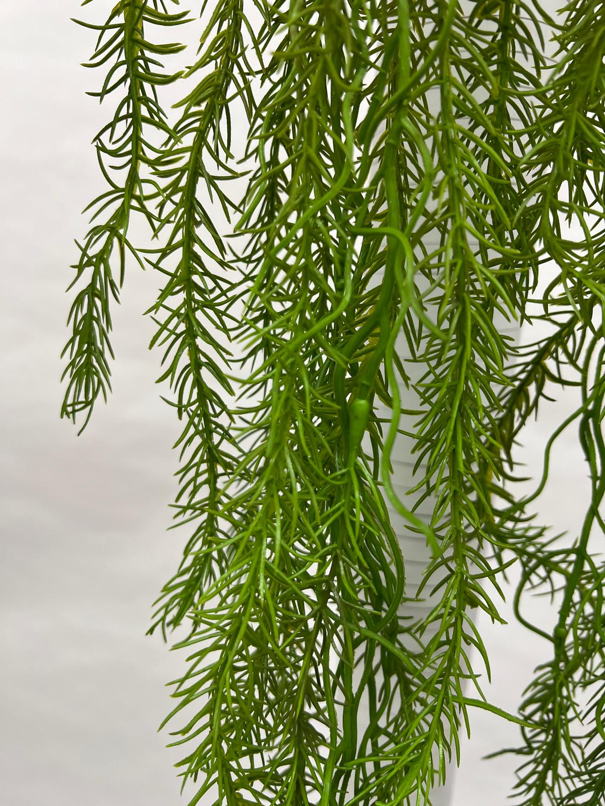 Plante Curgatoare