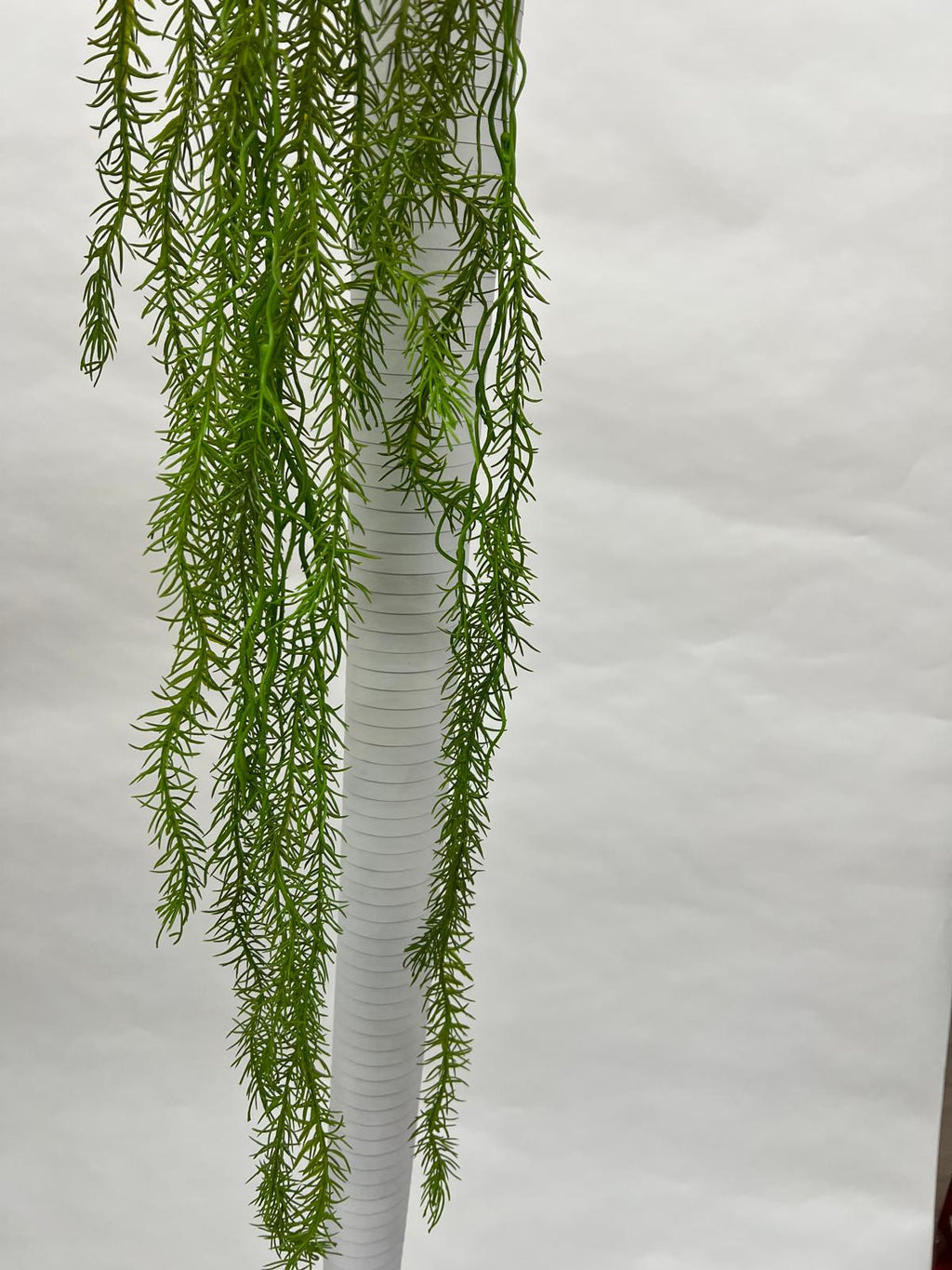 Plante Curgatoare