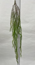 Plante Curgatoare