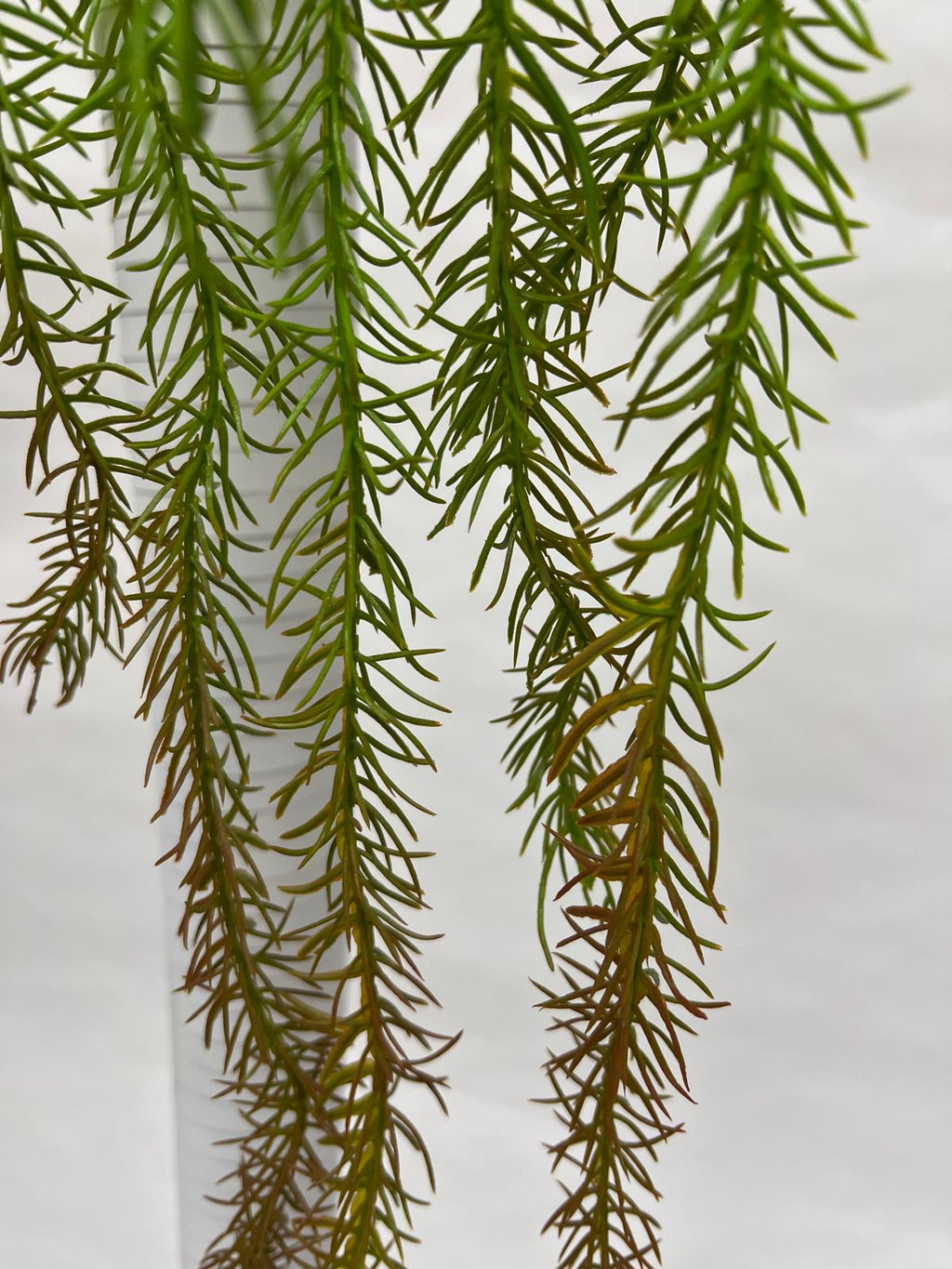 Planta Curgatoare