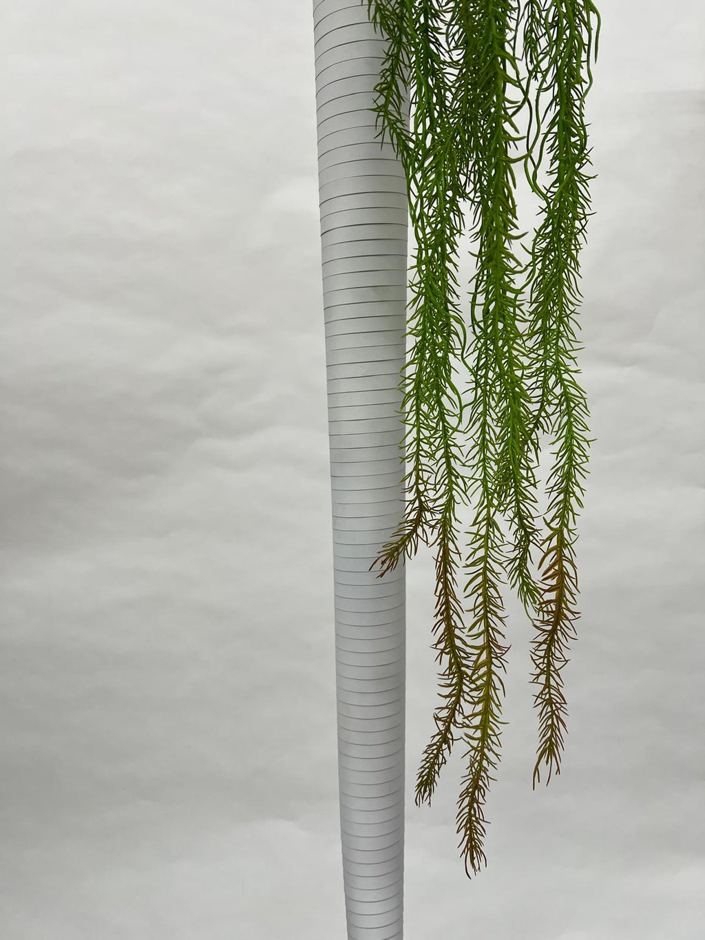 Planta Curgatoare