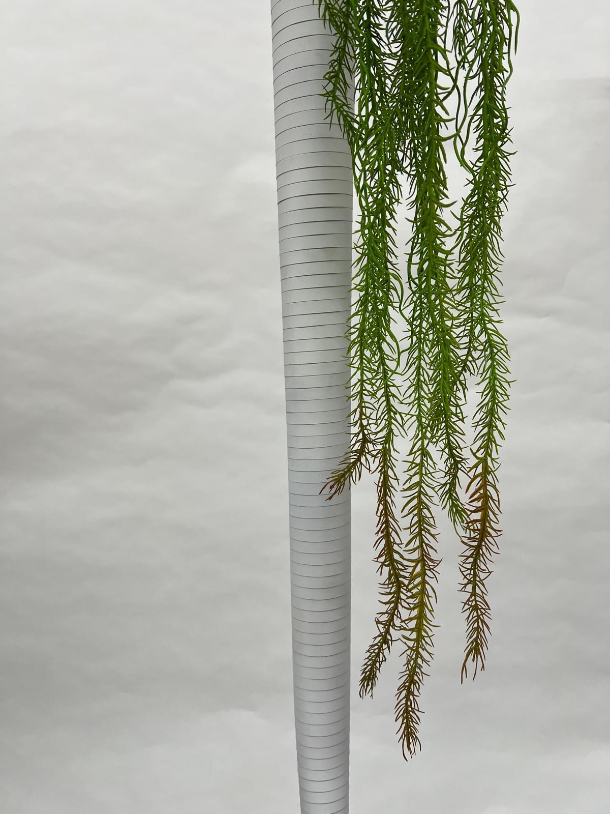 Planta Curgatoare