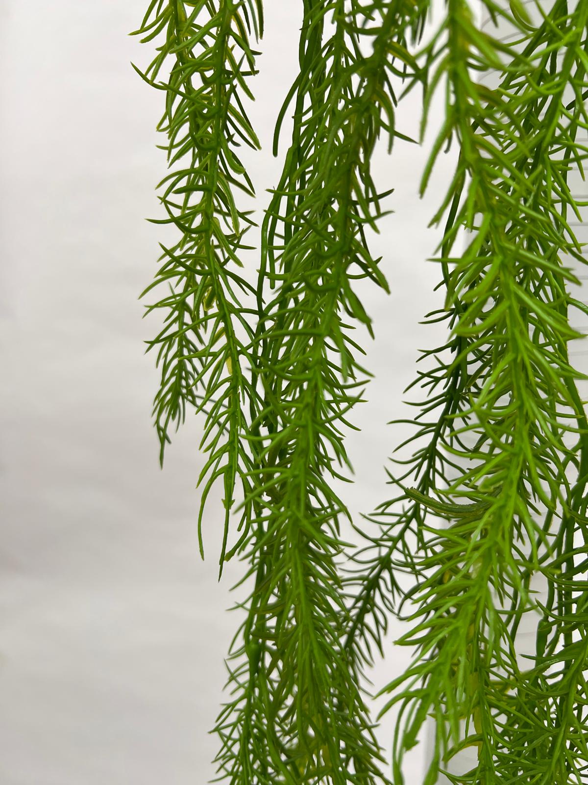 Plante Curgatoare