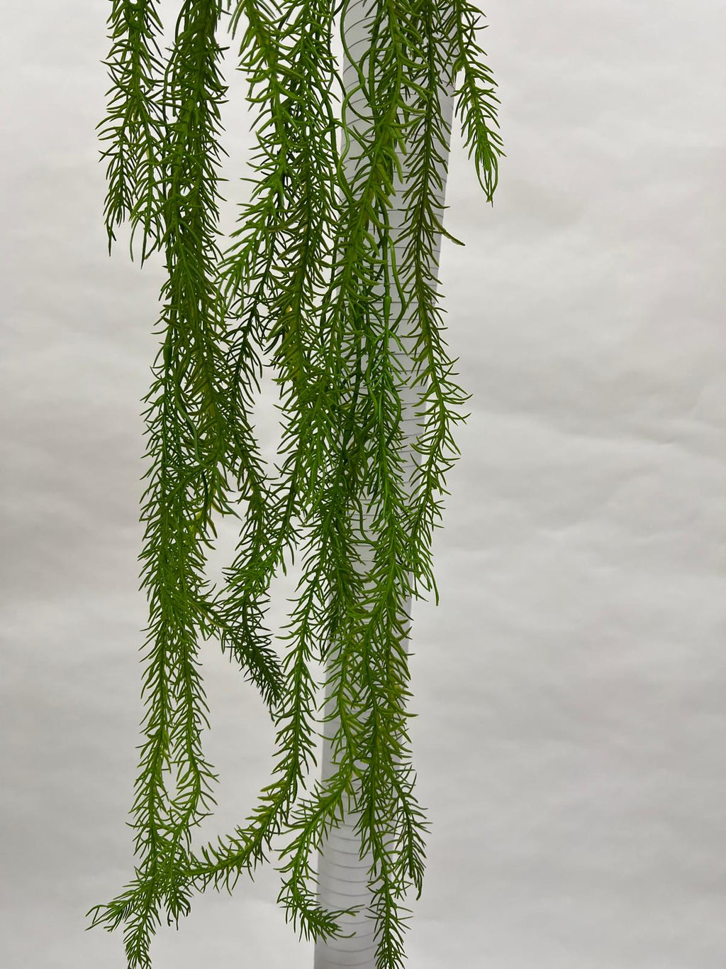 Plante Curgatoare