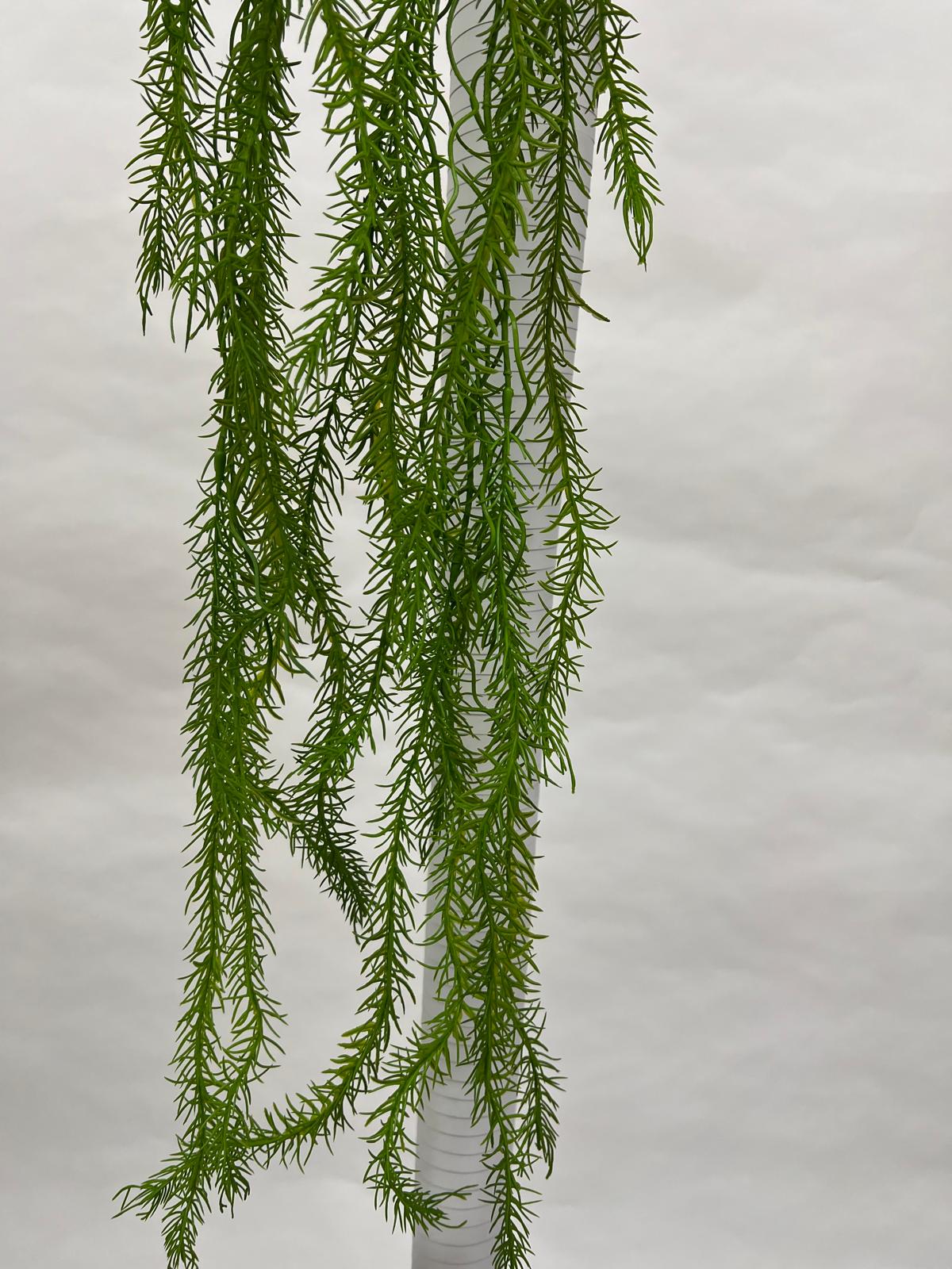 Plante Curgatoare