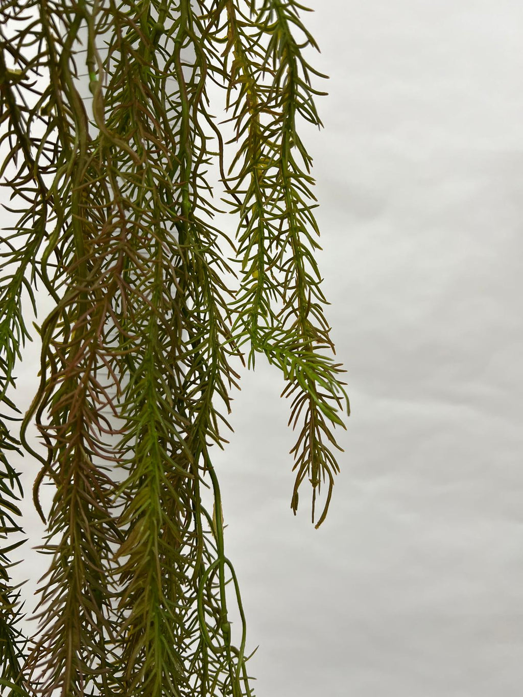 Plante Curgatoare