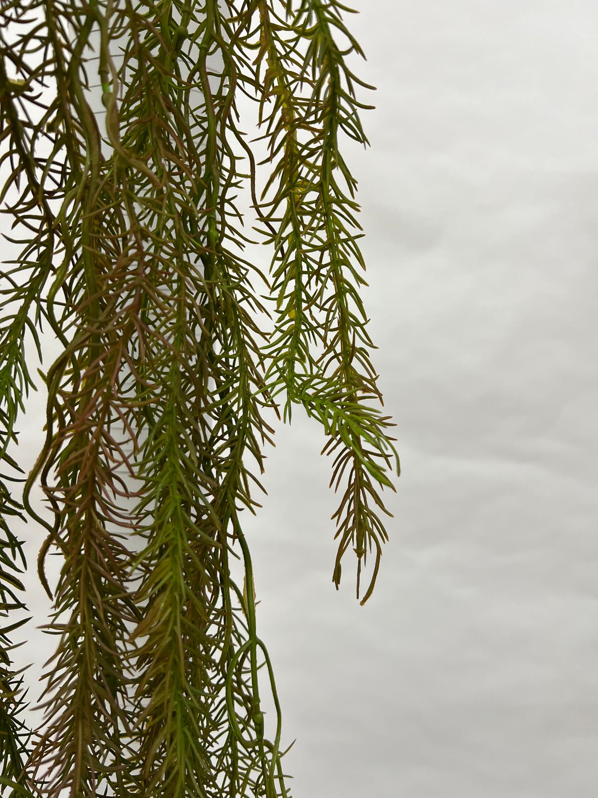 Plante Curgatoare