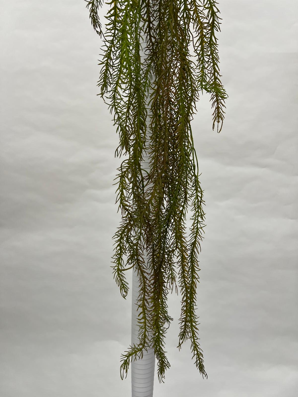 Plante Curgatoare