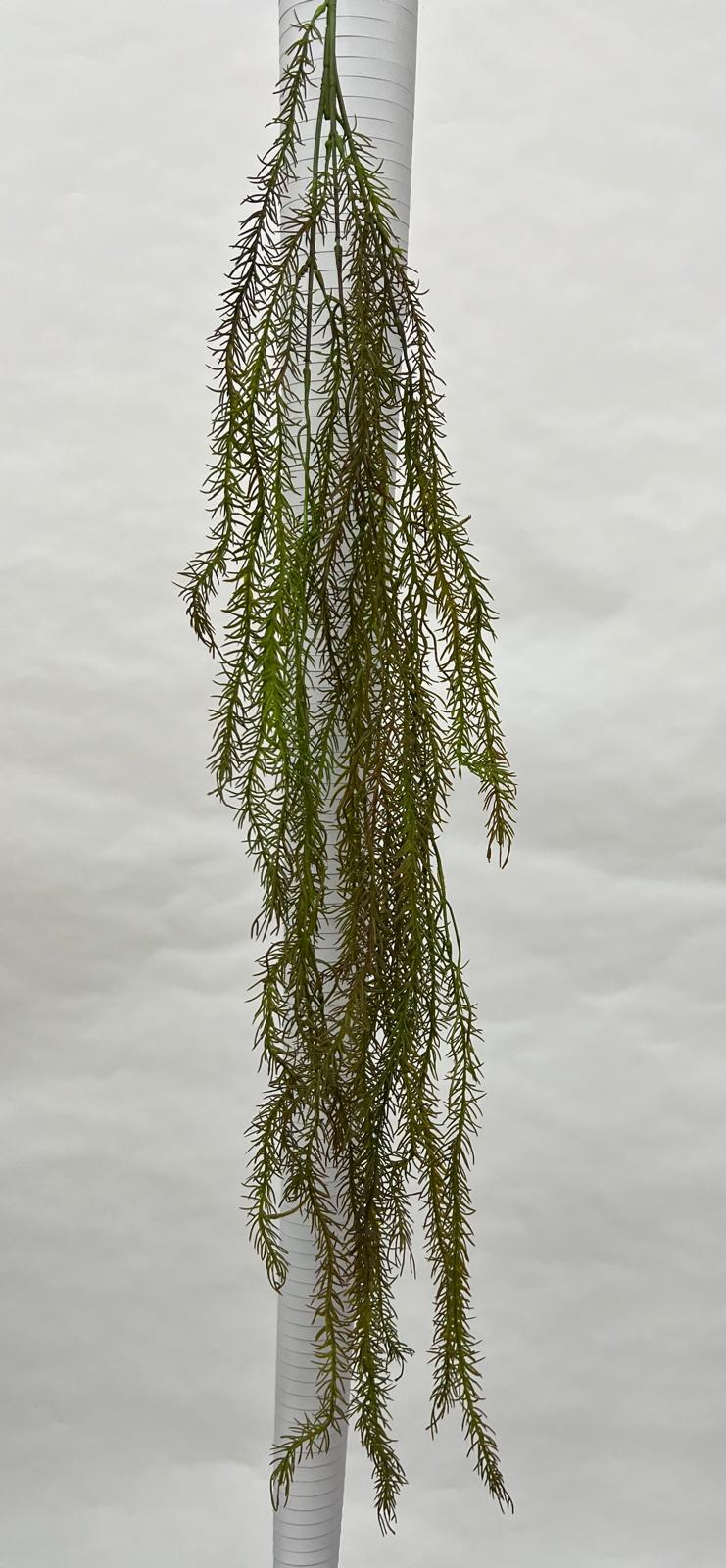 Plante Curgatoare