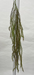 Plante Curgatoare