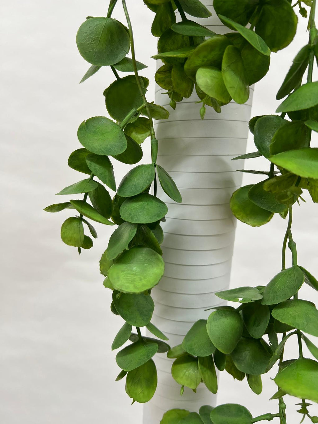 Plante Curgatoare