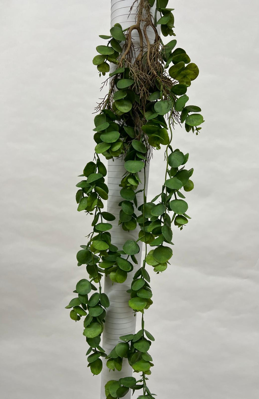 Plante Curgatoare