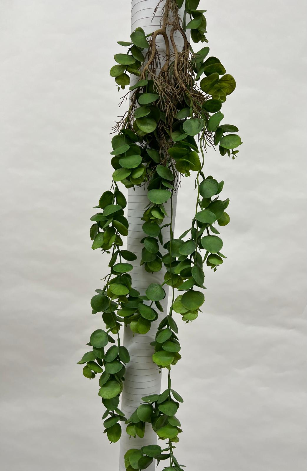 Plante Curgatoare