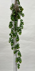 Plante Curgatoare