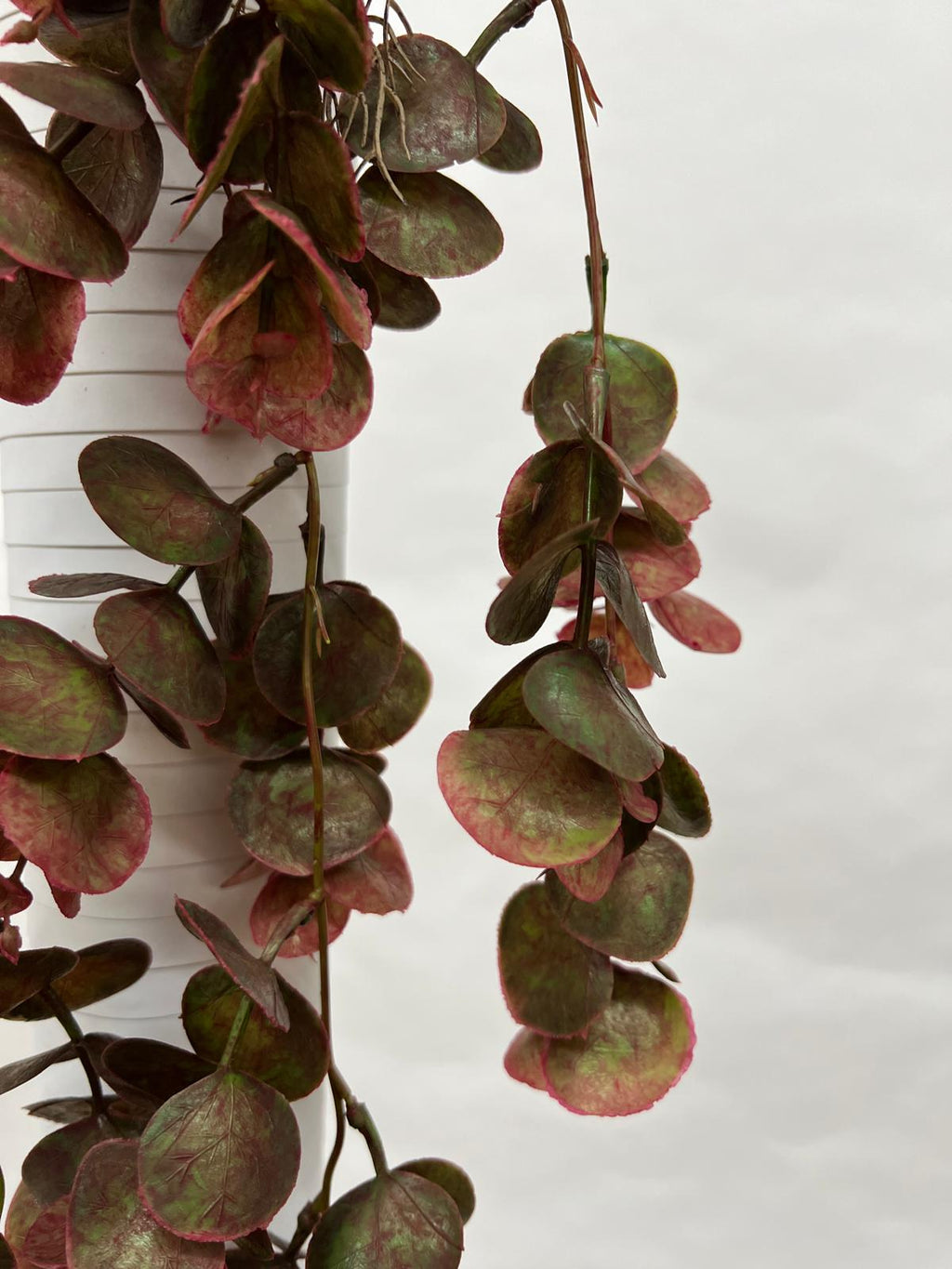 Plante Curgatoare