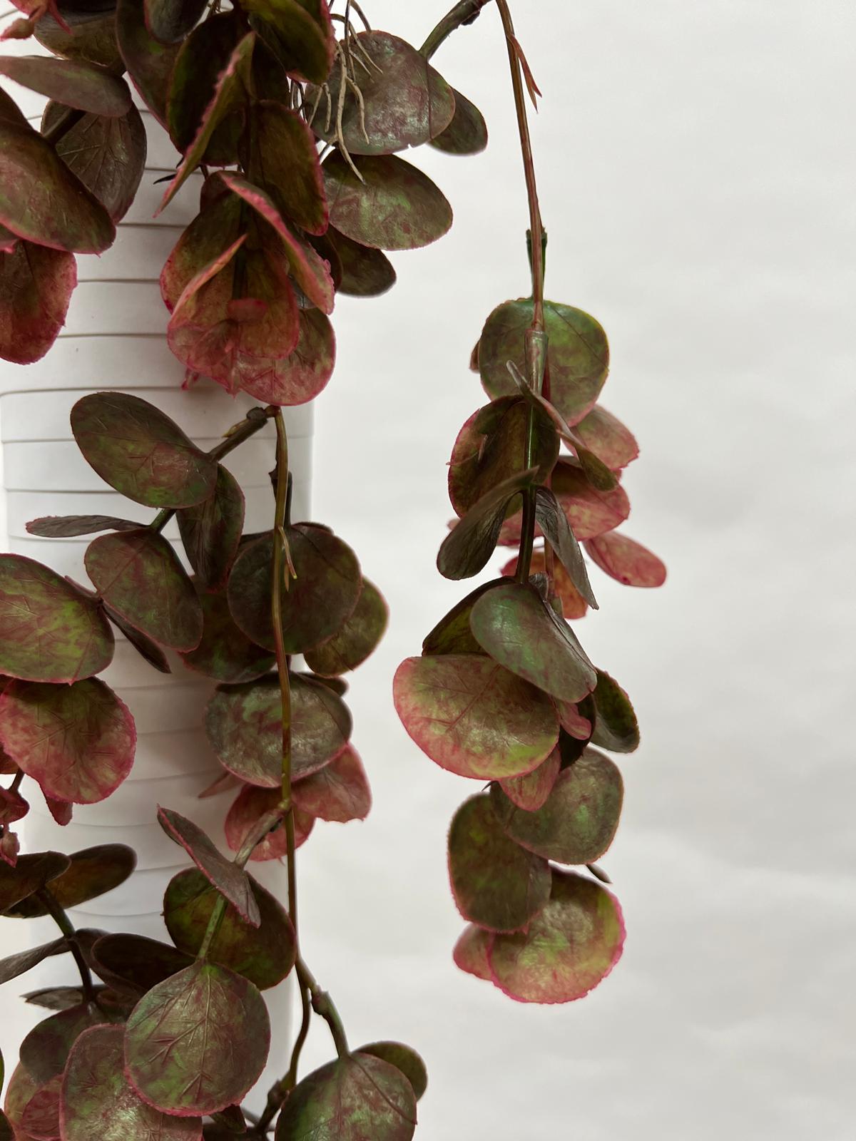 Plante Curgatoare