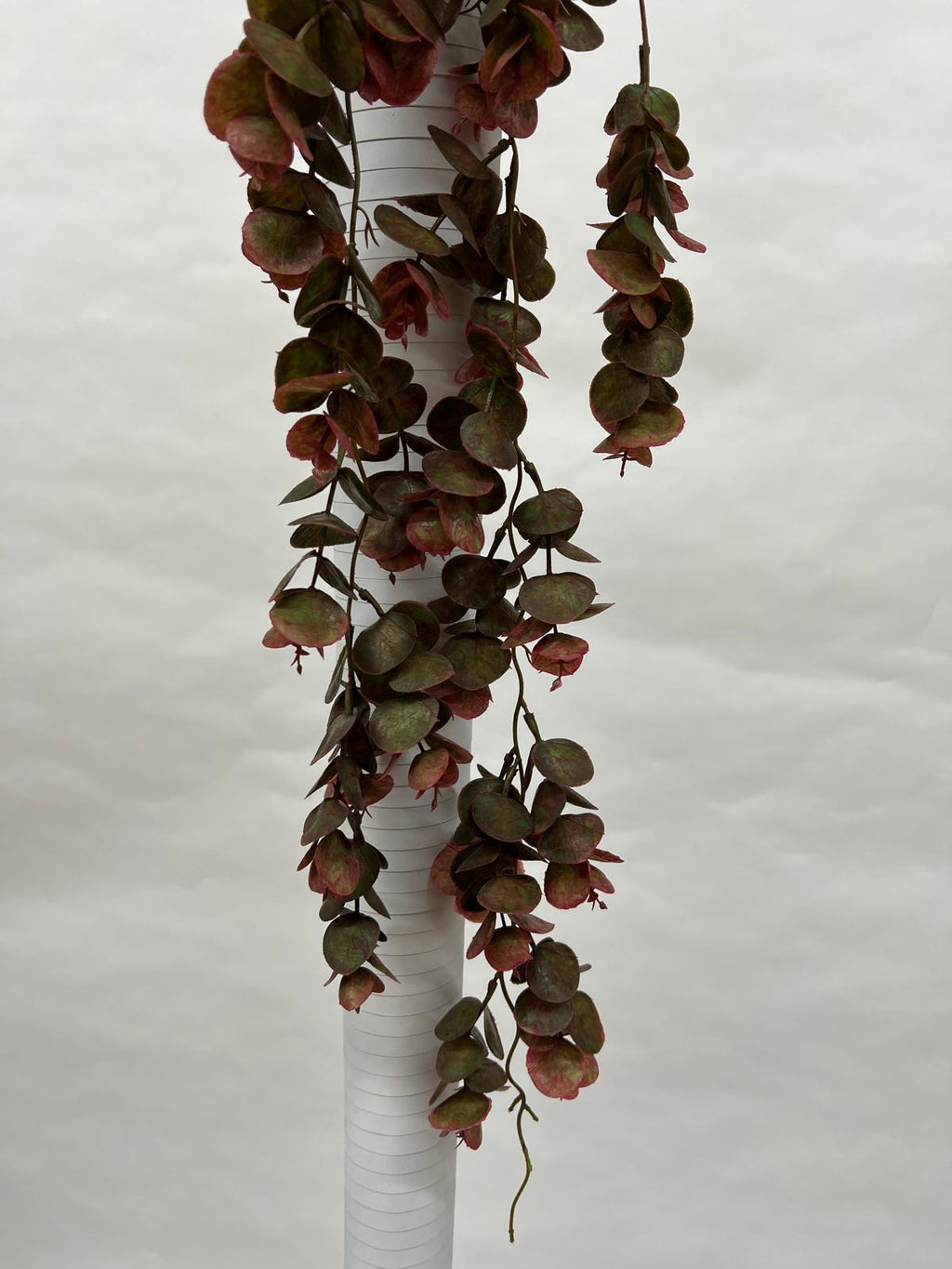 Plante Curgatoare
