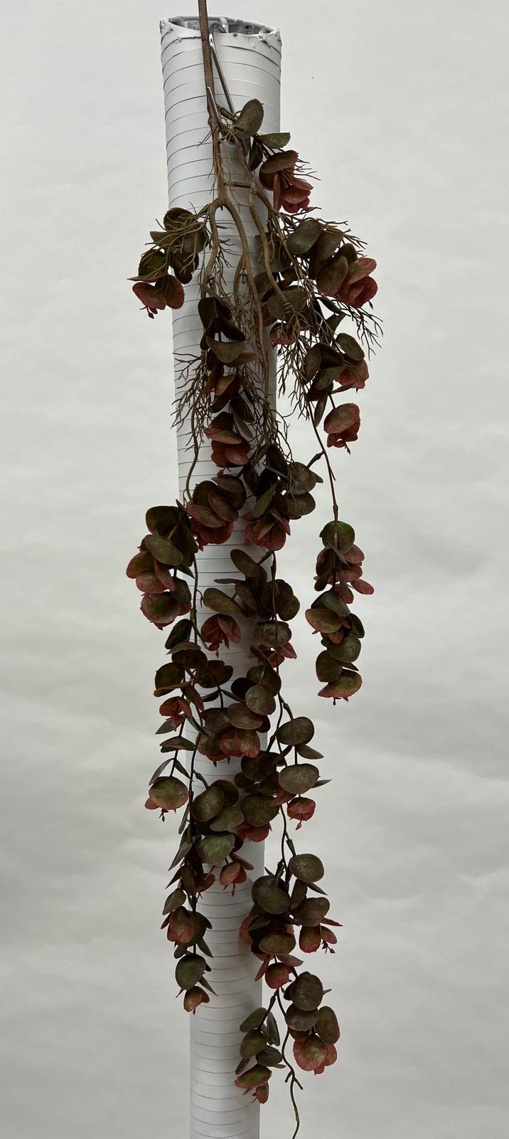 Plante Curgatoare