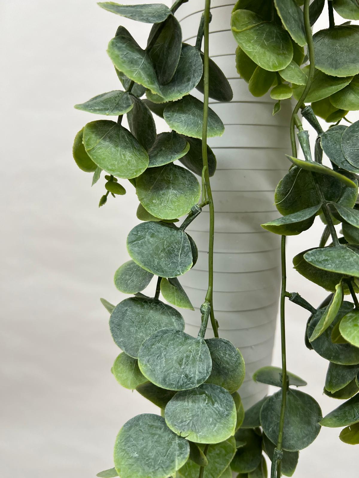 Plante Curgatoare