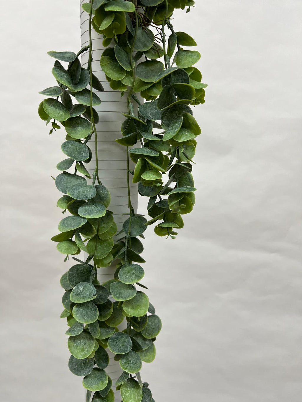 Plante Curgatoare