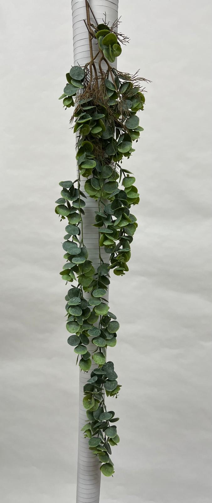 Plante Curgatoare