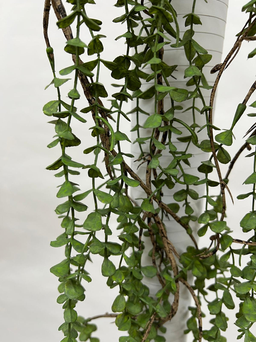 Plante Curgatoare